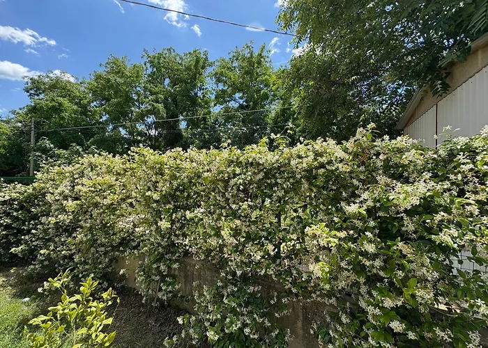 A * Rosciano (Abruzzo)